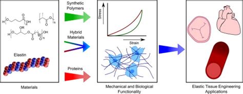  Elastin:  Unlocking Biocompatibility and Elasticity in Tissue Engineering Applications!