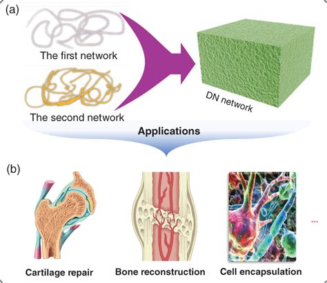 Alginate Hydrogels for Tissue Engineering Applications: The Future of Regenerative Medicine?