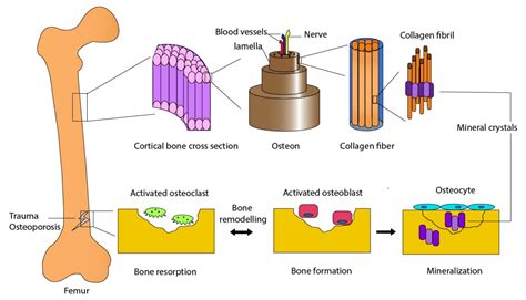 Jadeite Bioceramic: Revolutionizing Bone Regeneration and Implant Applications!