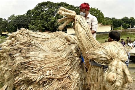  Jute: A Sustainable Wonder for Industrial Textiles and Biodegradable Packaging