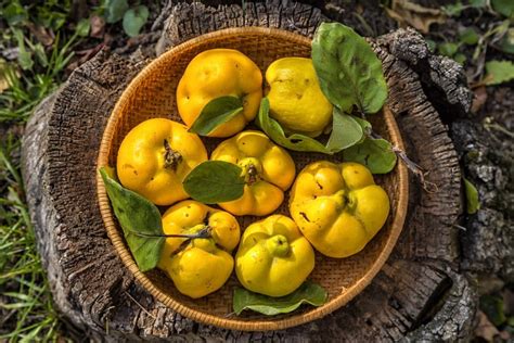 Quince Fiber – Unraveling the Potential of a Forgotten Fruit for Sustainable Textiles!