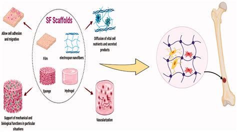  Silk fibroin: Unveiling the Remarkable Potential for Tissue Engineering and Drug Delivery Applications!