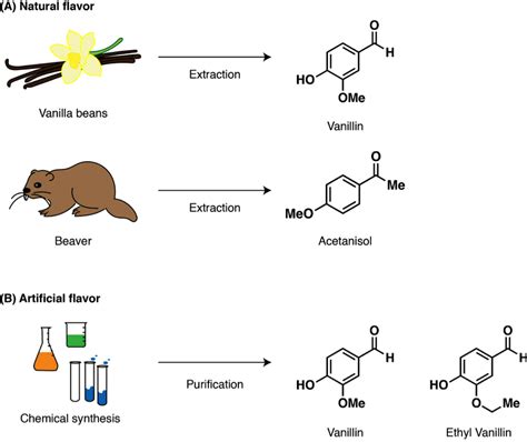 Vanilla: Exploring its Extraction and Applications in the Flavor and Fragrance Industries!